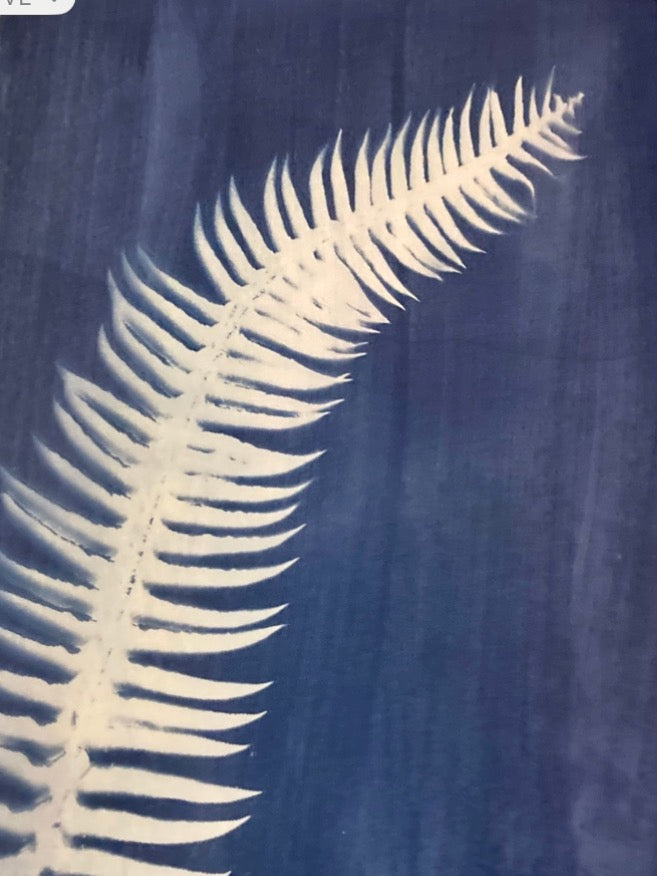 1. Single Sword Fern Frond