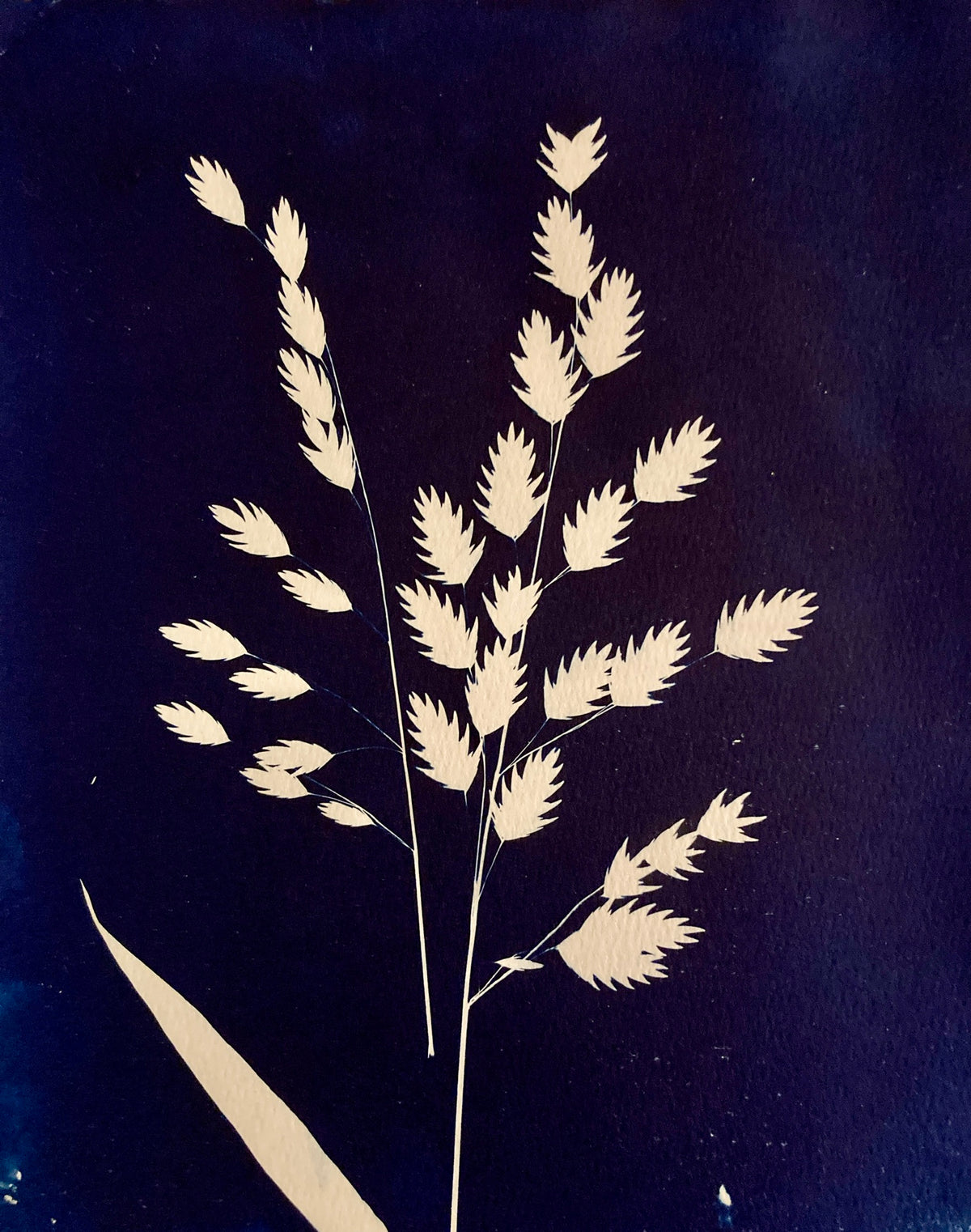 4: Northern Sea Oats