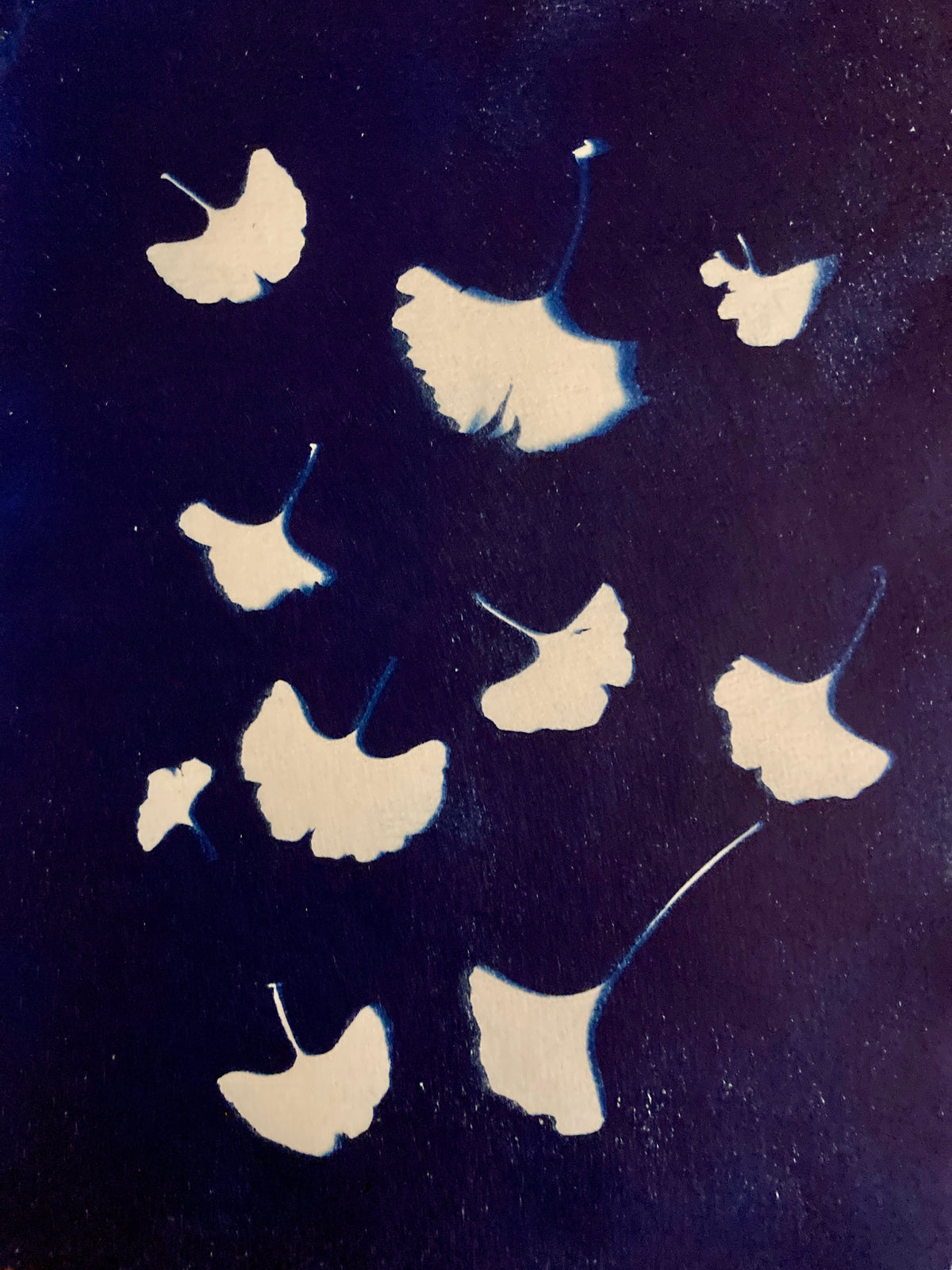 2. Ginko leaves