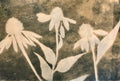 3. Three Echinacea Blossoms
