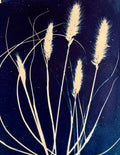 8. Fountain Grass