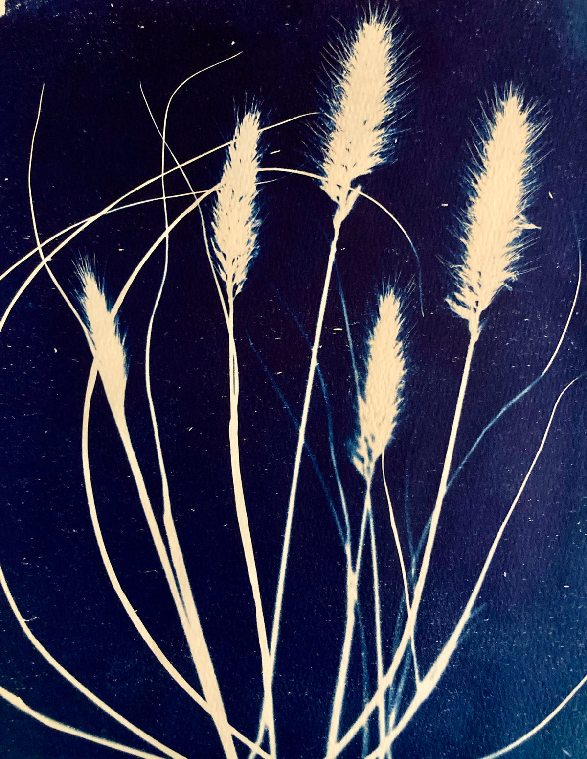 8. Fountain Grass