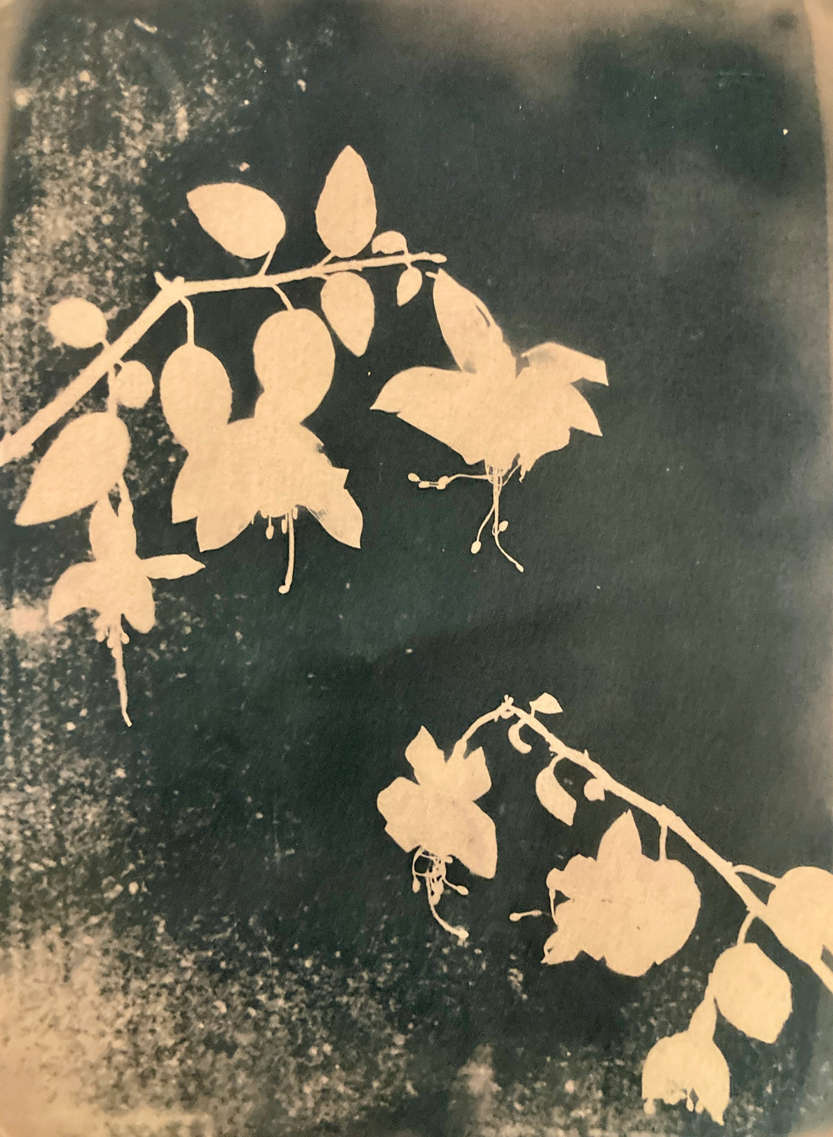 7. Fuchsia Branches